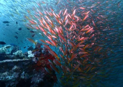 Dive Academy Phuket - Underwater 121