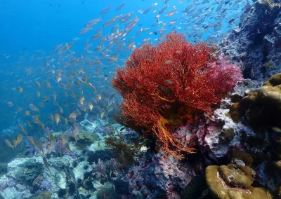 Dive Academy Phuket - Underwater 122