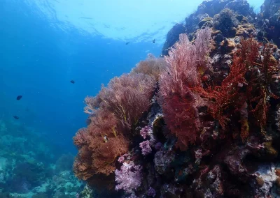 Dive Academy Phuket - Underwater 123