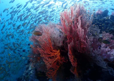 Dive Academy Phuket - Underwater 124