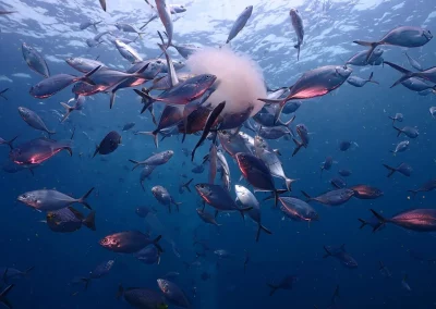 Dive Academy Phuket - Underwater 125
