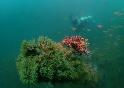 Dive Academy Phuket - Underwater 126