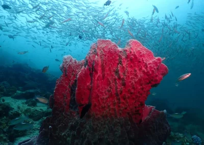 Dive Academy Phuket - Underwater 127