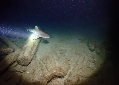 Dive Academy Phuket - Underwater 128