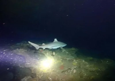 Dive Academy Phuket - Underwater 129