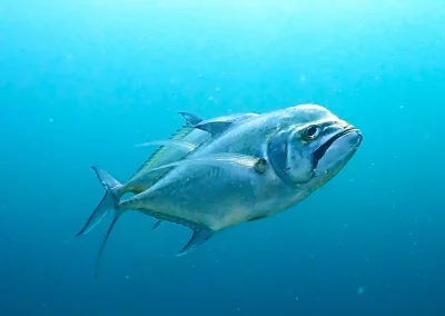 Dive Academy Phuket - Underwater 13