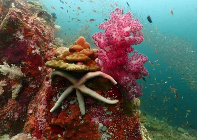 Dive Academy Phuket - Underwater 130