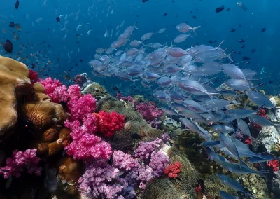 Dive Academy Phuket - Underwater 133