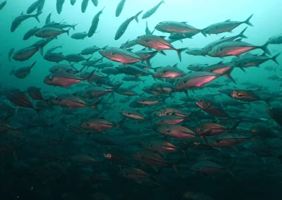 Dive Academy Phuket - Underwater 134