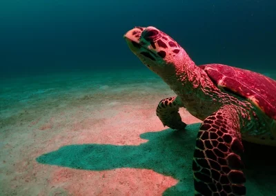 Dive Academy Phuket - Underwater 135