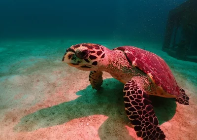 Dive Academy Phuket - Underwater 136
