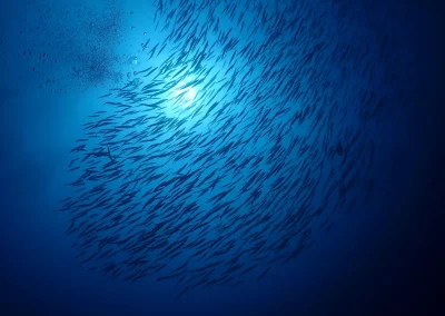 Dive Academy Phuket - Underwater 139