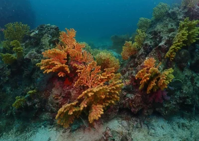 Dive Academy Phuket - Underwater 14