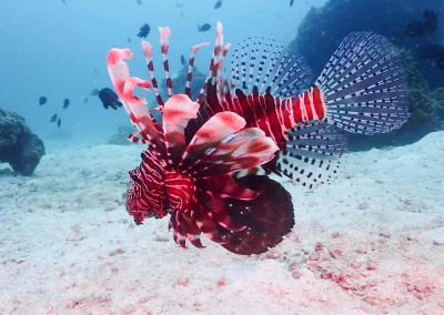 Dive Academy Phuket - Underwater 140