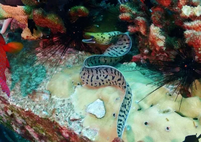 Dive Academy Phuket - Underwater 142