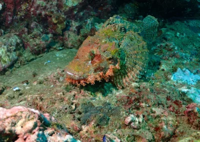 Dive Academy Phuket - Underwater 144