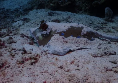 Dive Academy Phuket - Underwater 145