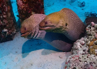Dive Academy Phuket - Underwater 146