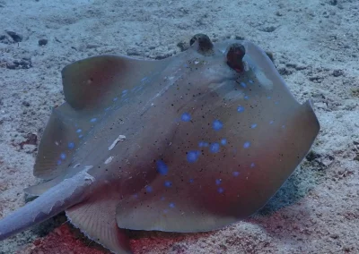 Dive Academy Phuket - Underwater 147