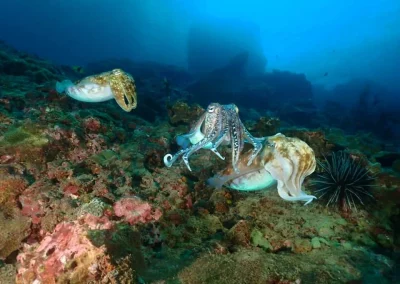 Dive Academy Phuket - Underwater 148