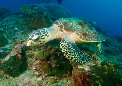 Dive Academy Phuket - Underwater 149