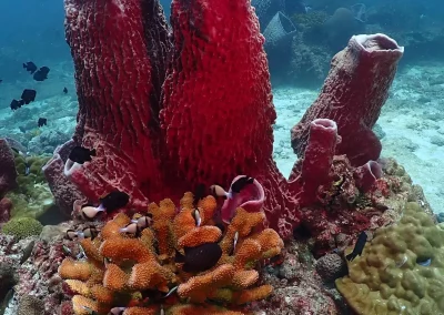 Dive Academy Phuket - Underwater 15