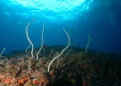 Dive Academy Phuket - Underwater 150