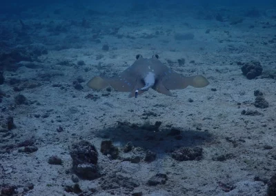 Dive Academy Phuket - Underwater 151