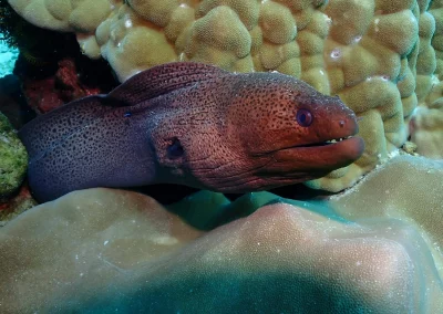 Dive Academy Phuket - Underwater 152