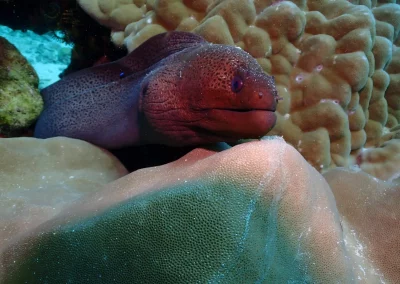 Dive Academy Phuket - Underwater 153