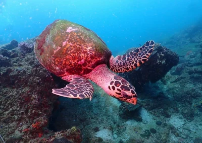 Dive Academy Phuket - Underwater 156