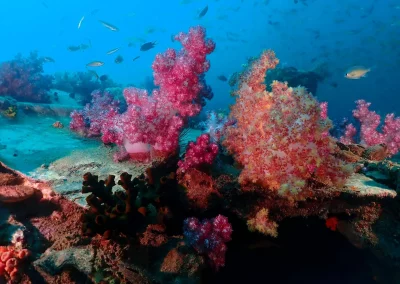 Dive Academy Phuket - Underwater 157