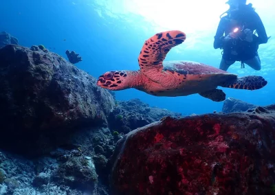 Dive Academy Phuket - Underwater 158