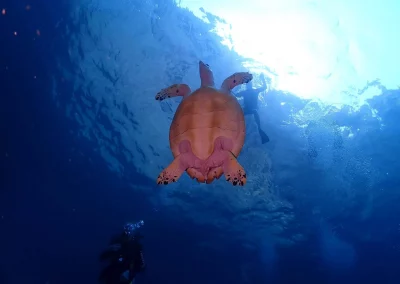 Dive Academy Phuket - Underwater 159