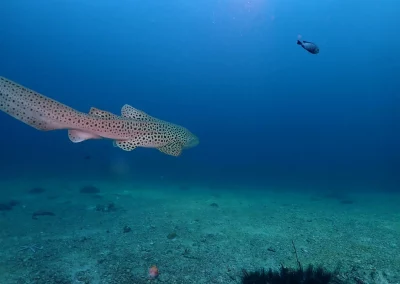 Dive Academy Phuket - Underwater 16