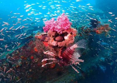 Dive Academy Phuket - Underwater 160