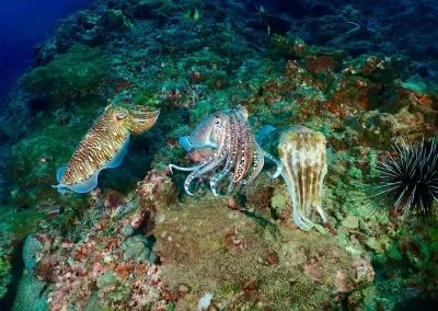 Dive Academy Phuket - Underwater 162
