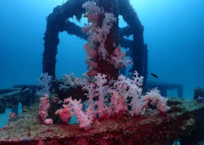 Dive Academy Phuket - Underwater 163