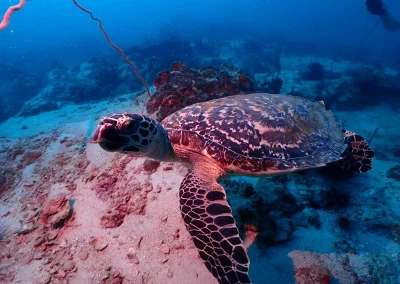 Dive Academy Phuket - Underwater 164