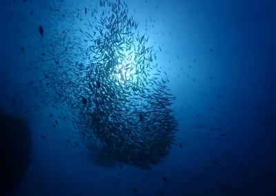 Dive Academy Phuket - Underwater 165