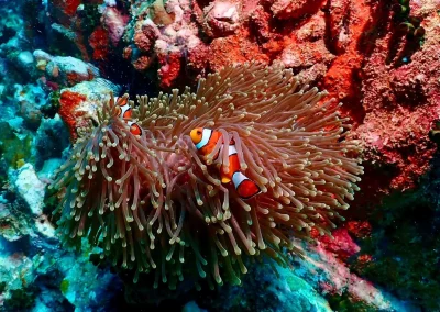 Dive Academy Phuket - Underwater 166