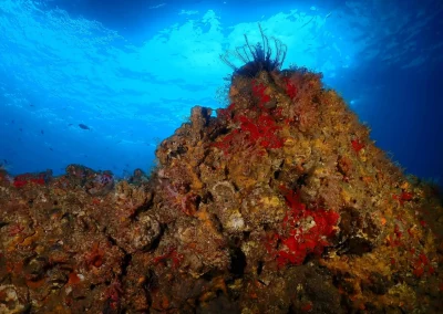 Dive Academy Phuket - Underwater 167
