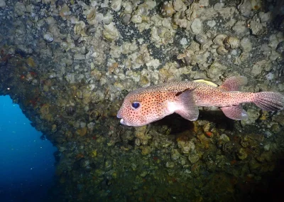 Dive Academy Phuket - Underwater 168