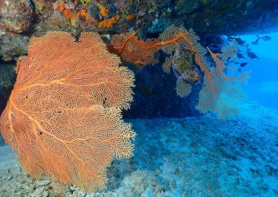 Dive Academy Phuket - Underwater 169