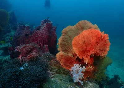 Dive Academy Phuket - Underwater 17