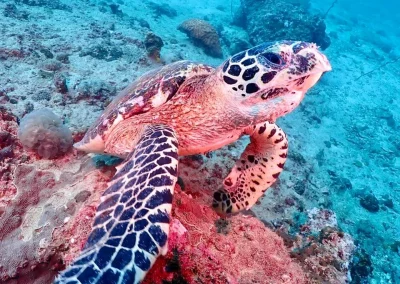 Dive Academy Phuket - Underwater 171