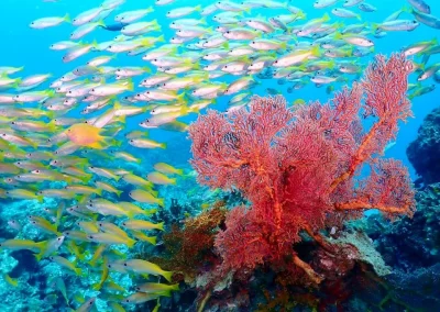 Dive Academy Phuket - Underwater 172