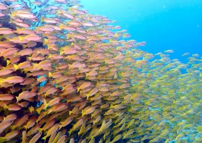 Dive Academy Phuket - Underwater 173