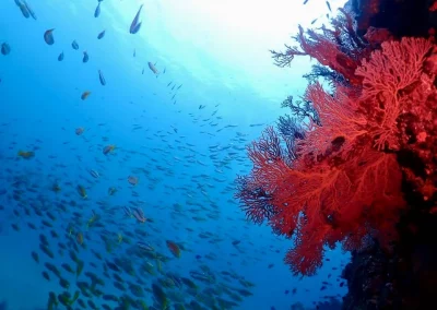 Dive Academy Phuket - Underwater 174