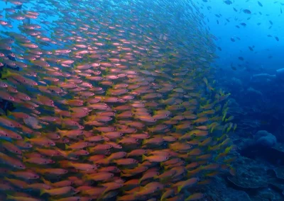 Dive Academy Phuket - Underwater 175